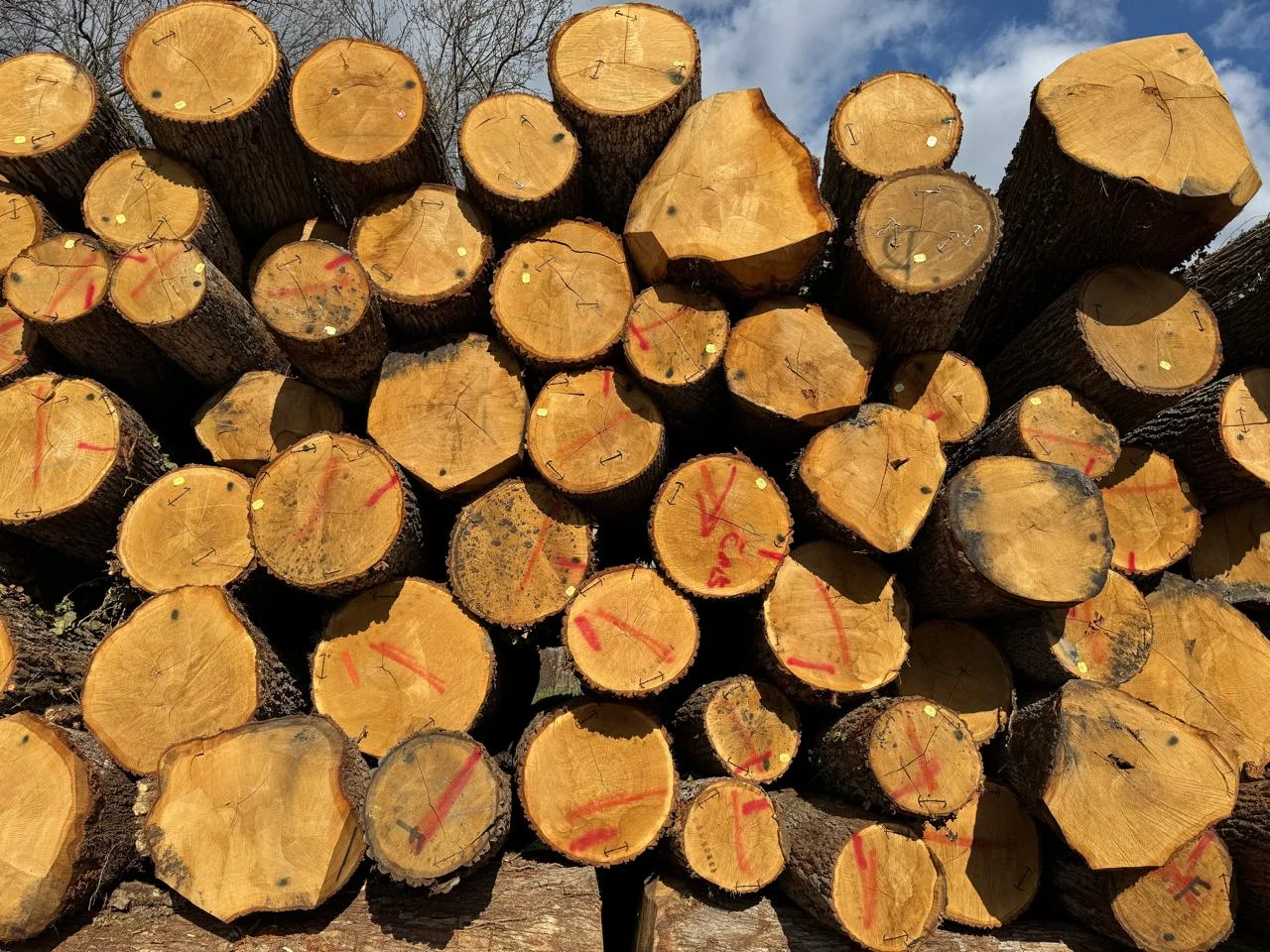 Oak log ends, marked for sawing