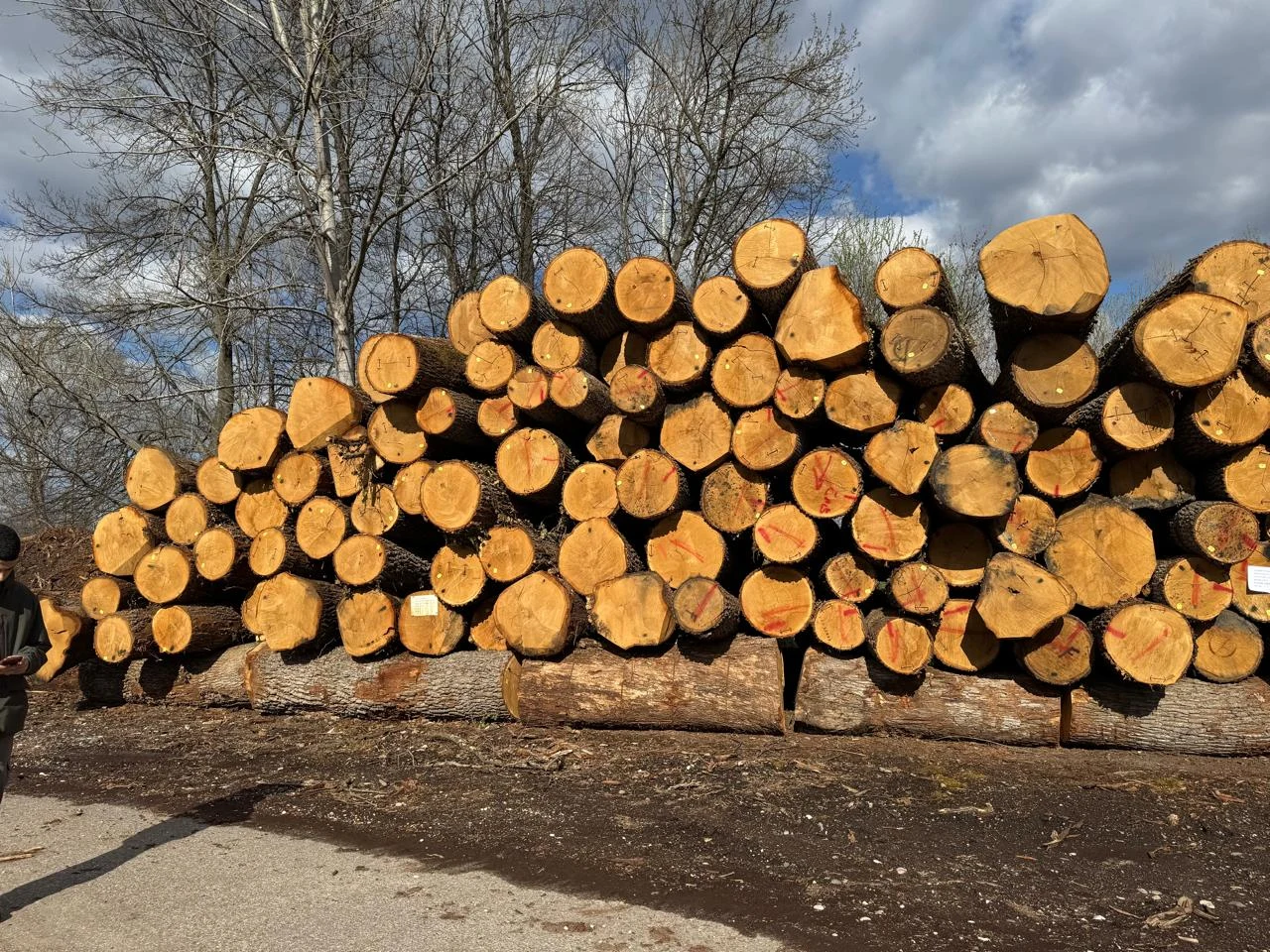 Oak logs from managed forests, stacked in the log yard